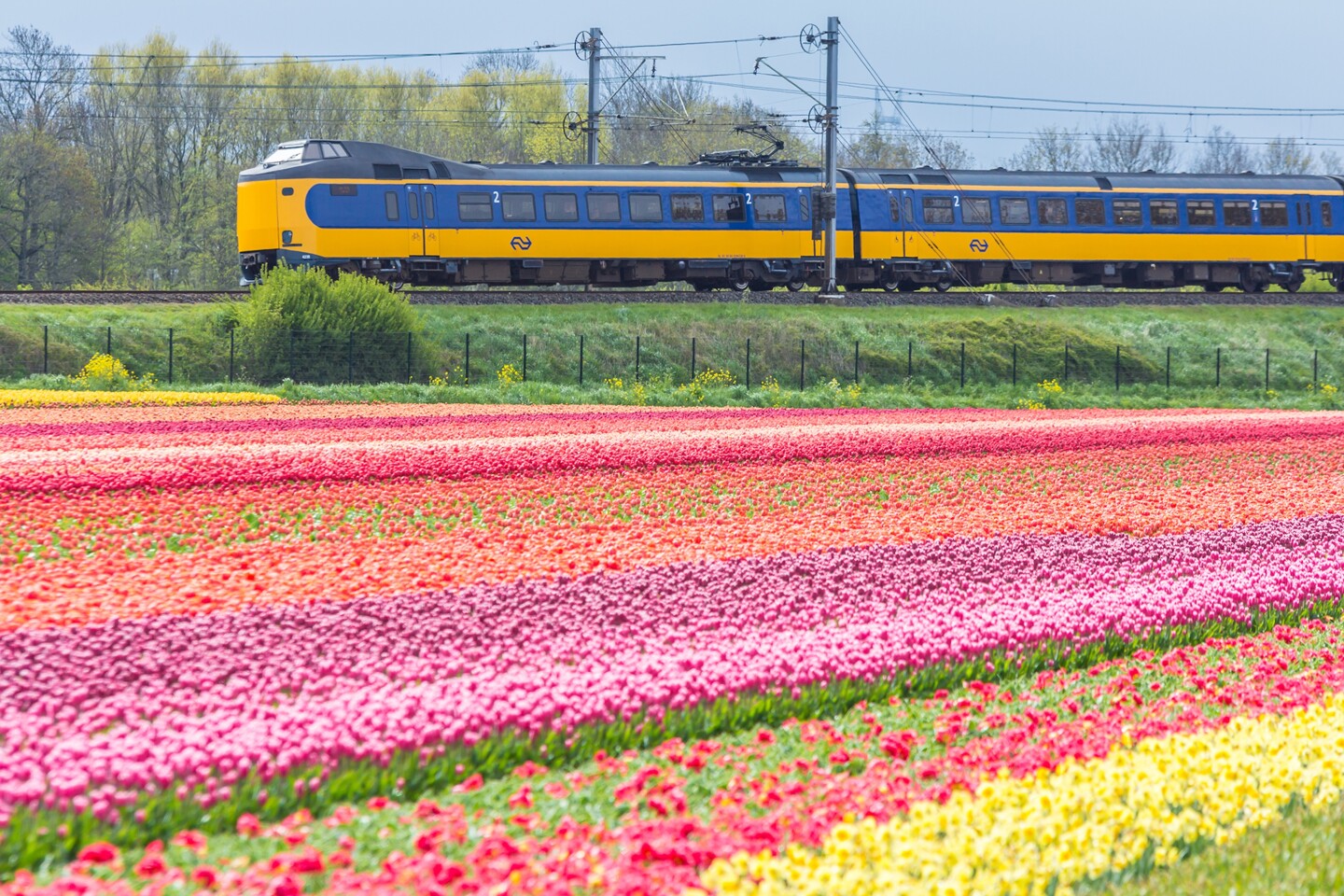 spring train_2025